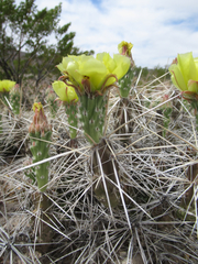 Grusonia aggeria