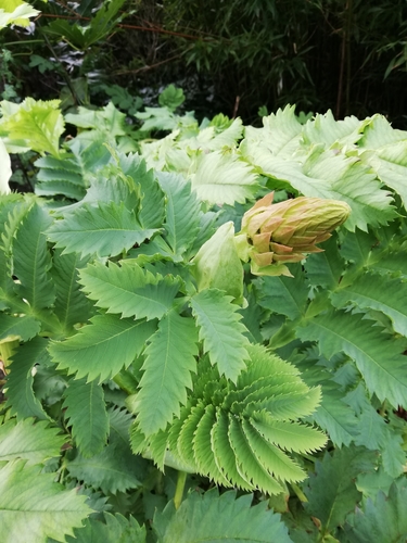 Melianthus major