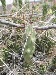 Grusonia aggeria