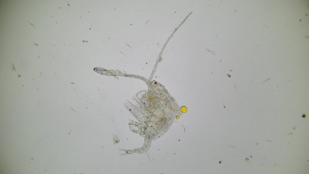 Eudiaptomus gracilis gracilis