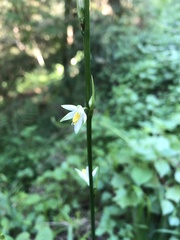Chlorophytum bowkeri