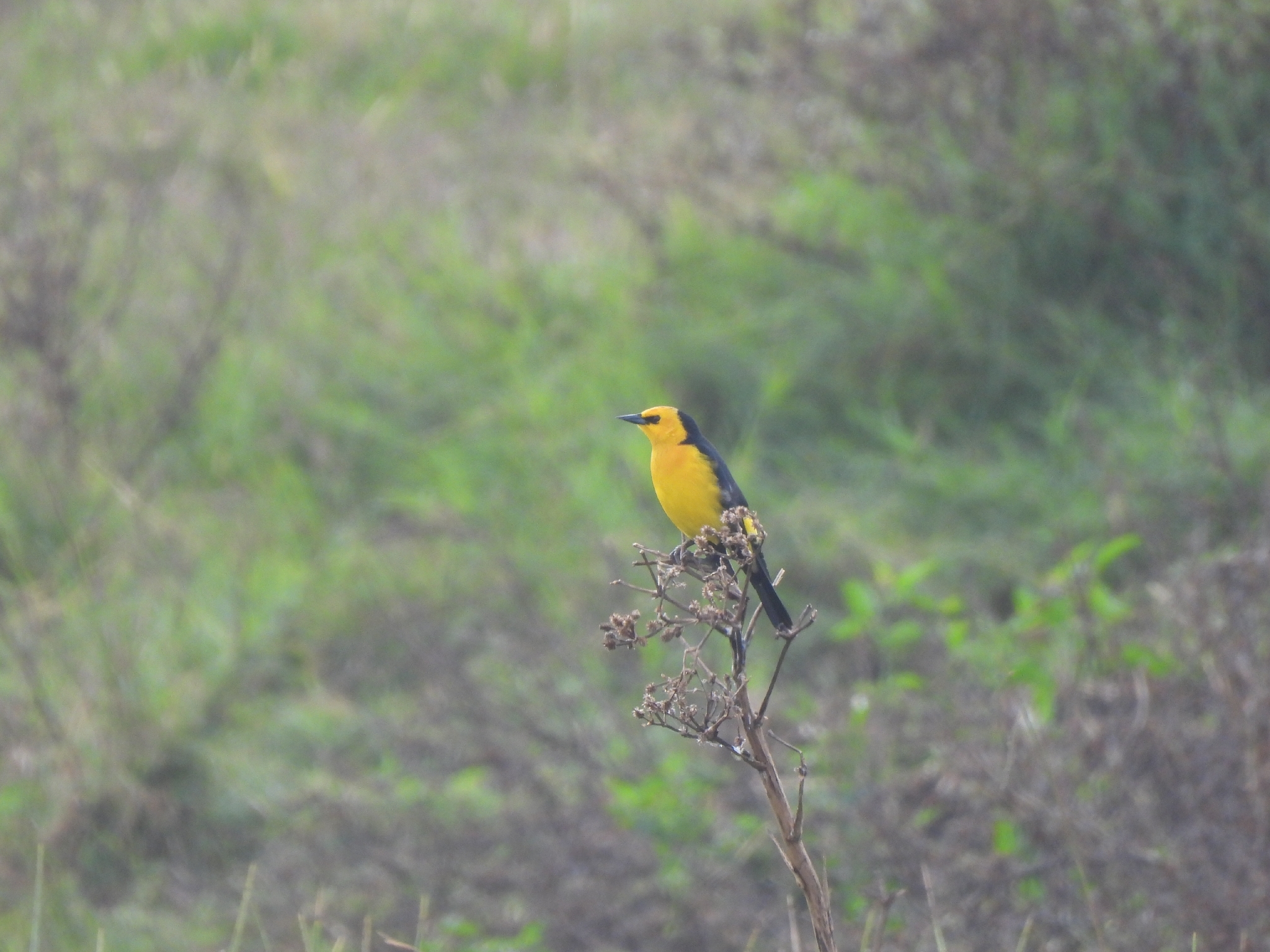 Saffron-cowled Blackbird (Xanthopsar flavus), photo 3