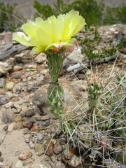 Grusonia aggeria