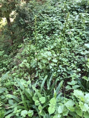 Chlorophytum bowkeri