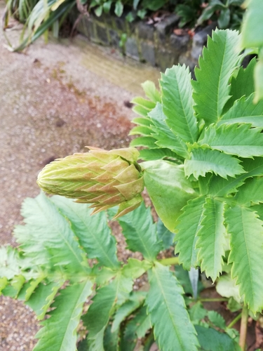 Melianthus major