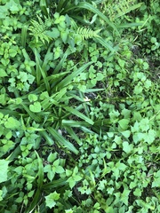 Chlorophytum bowkeri