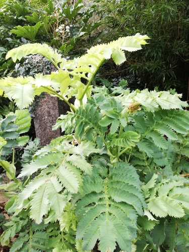 Melianthus major