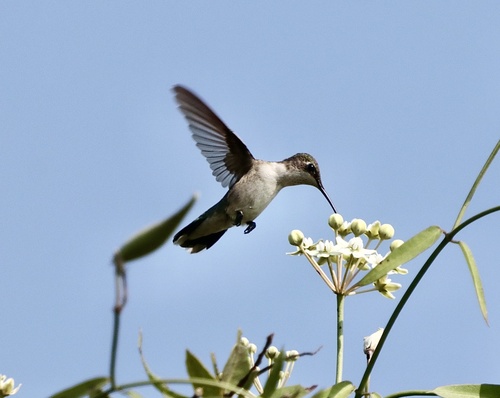 Ruby-throated Hummingbird (Archilochus colubris)