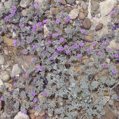 Tiquilia mexicana