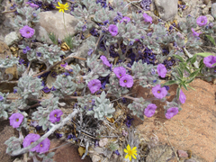 Tiquilia mexicana