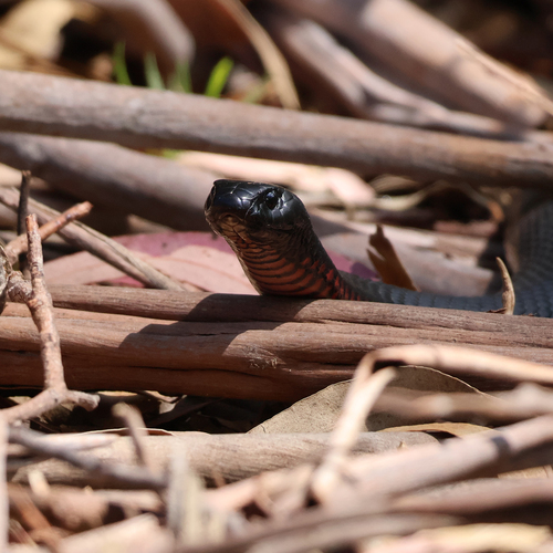 Red-bellied Black Snake sighting