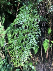 Asplenium aethiopicum
