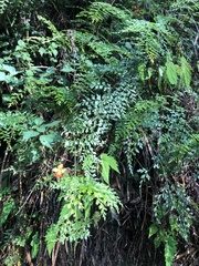 Asplenium aethiopicum