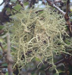 Usnea cornuta