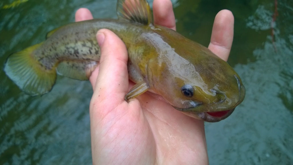 Flat Bullhead (Freshwater fish of Florida) · iNaturalist