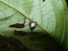 Gasteracantha crucigera
