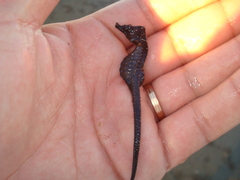Hippocampus patagonicus