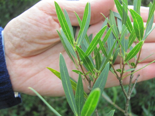 Phillyrea angustifolia