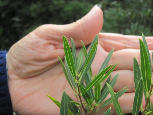 Phillyrea angustifolia