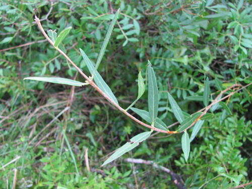 Phillyrea angustifolia