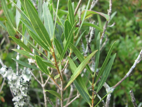 Phillyrea angustifolia