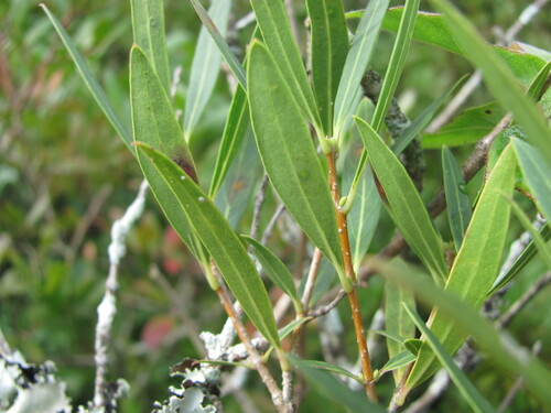 Phillyrea angustifolia