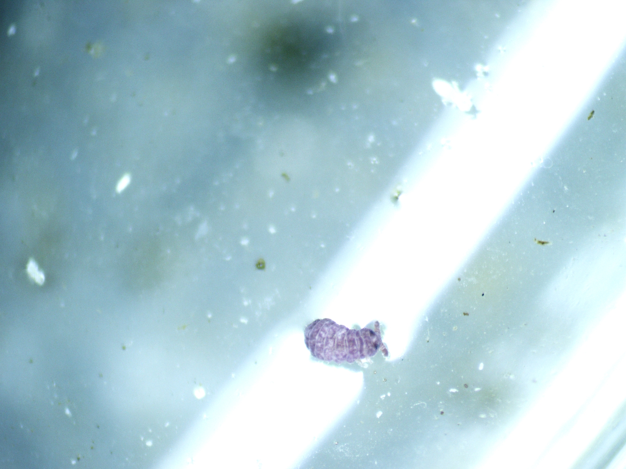 Brachystomella parvula (Schäffer, 1896)