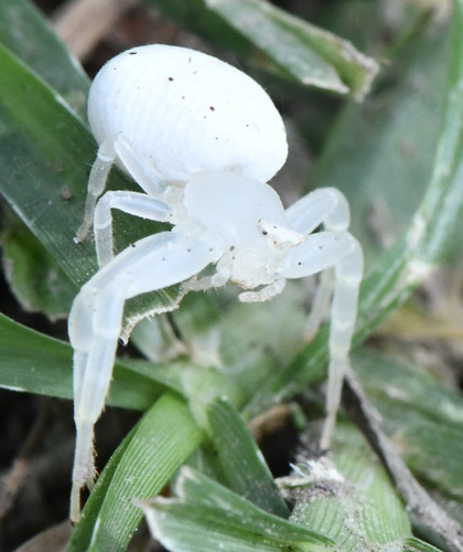 Thomisus penicillatus