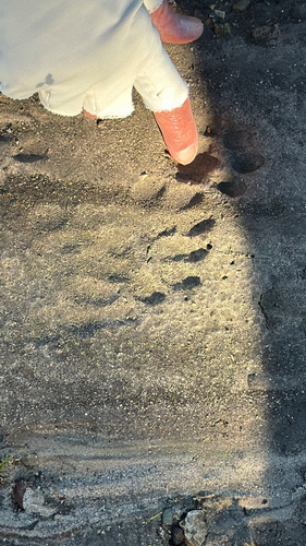 iNaturalist observation photo of Mammals