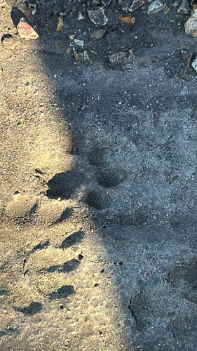 iNaturalist observation photo of Carnivorans