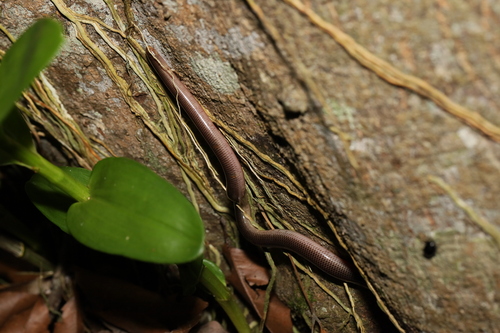 Blackish Blind Snake sighting
