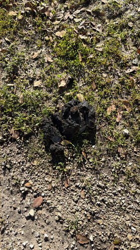 iNaturalist observation photo of American Black Bear