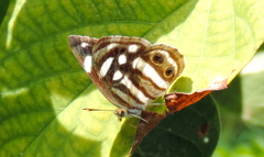 Dynamine postverta mexicana