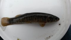 Umbra limi