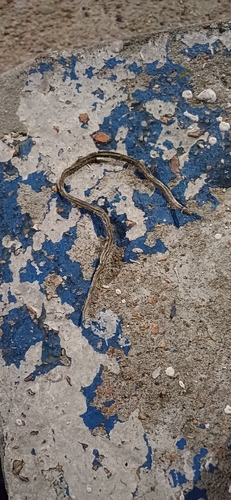 Dumeril's Diadem Snake