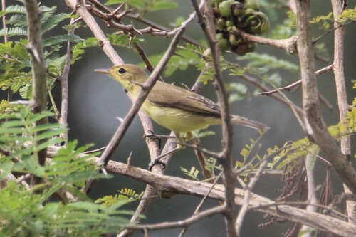 Melodious Warbler