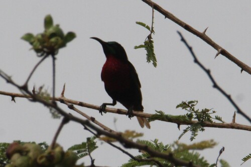Scarlet-chested Sunbird