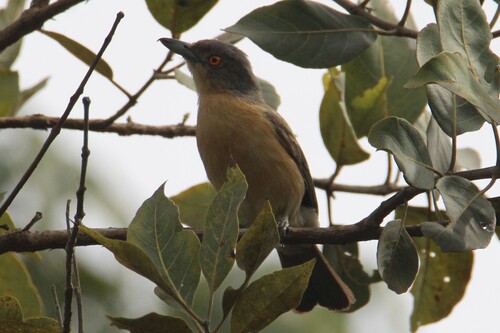 Northern Puffback