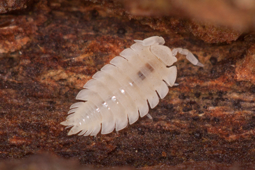 Ant Woodlouse, photo 7 of 10