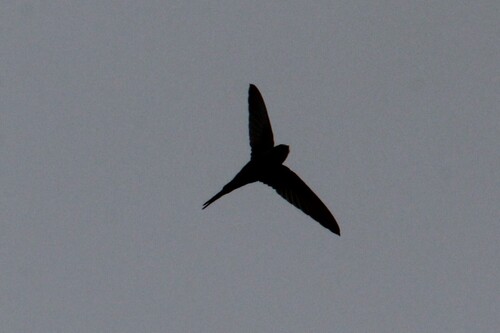 African Palm Swift