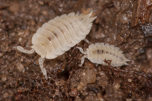 Ant Woodlouse, photo 8 of 10