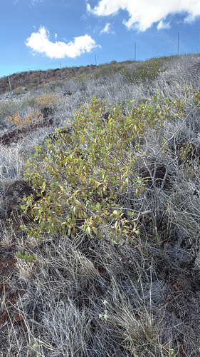 Santalum ellipticum observed 2025-12-09
