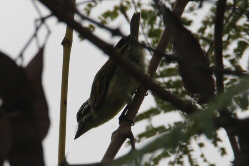 Yellow-fronted Tinkerbird
