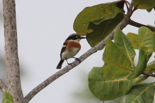 Senegal Batis