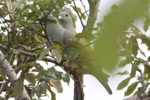 Bruce's Green-Pigeon