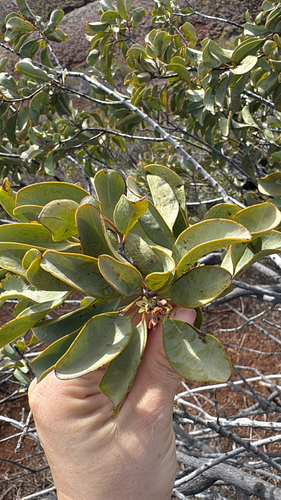 Santalum ellipticum observed 2025-12-09