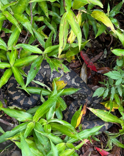 Coastal Carpet Python sighting