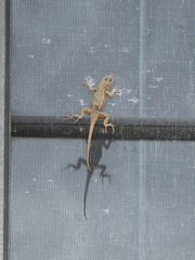 Sceloporus occidentalis