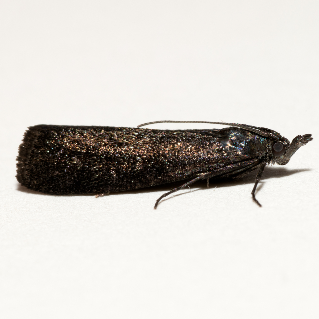 Pyla serrata
