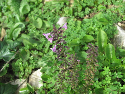 Clinopodium nepeta